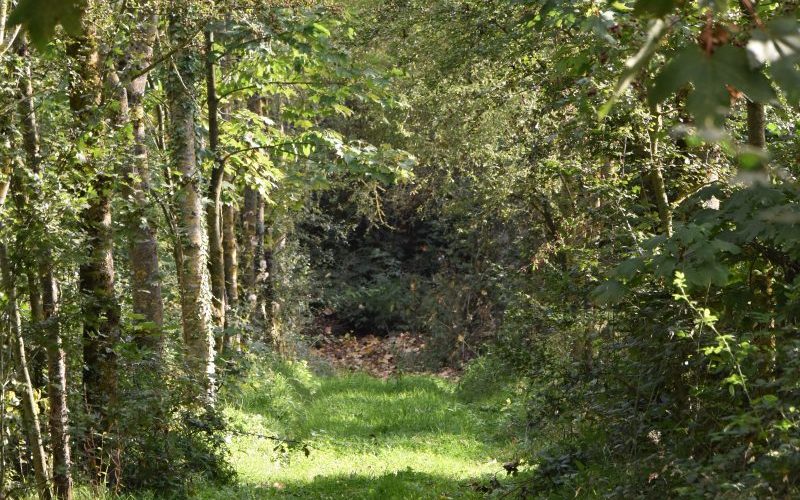 allée du bois allée du bois